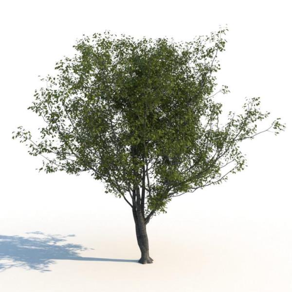 درخت شاه بلوط